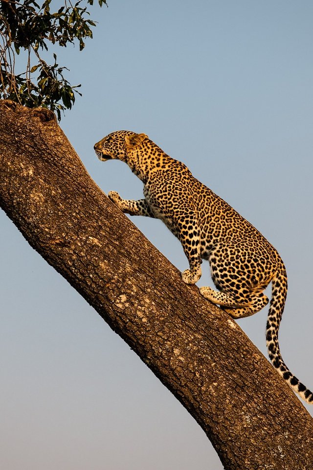 Обои дерево, леопард, хищник, дикая кошка, tree, leopard, predator, wild cat разрешение 2000x1414 Загрузить