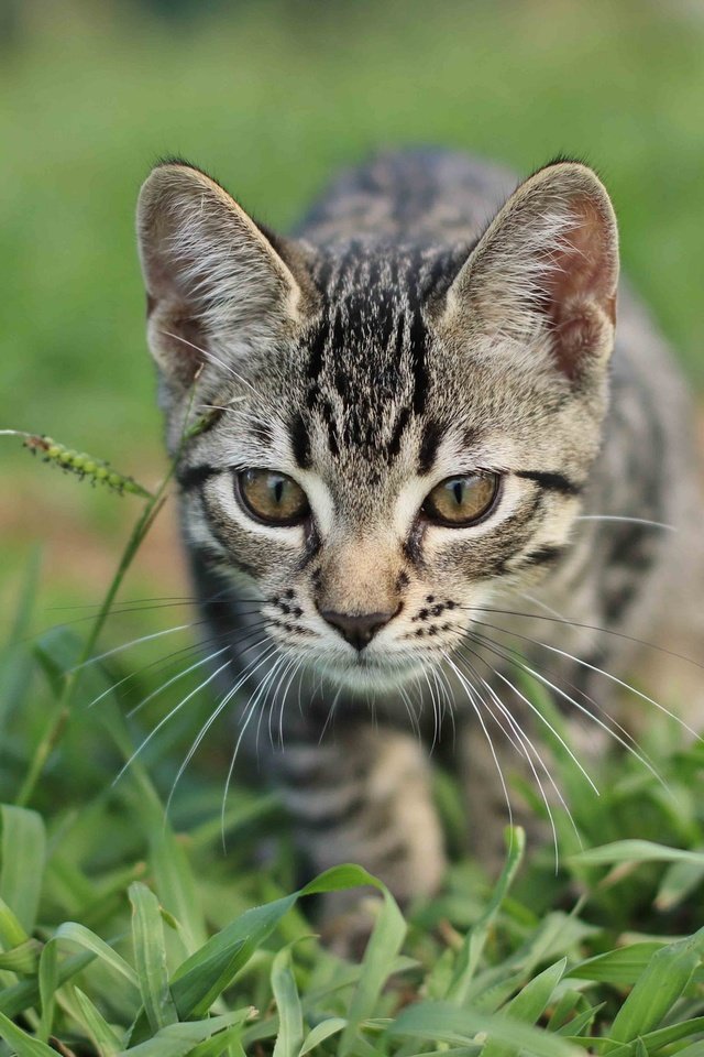 Обои глаза, трава, кошка, котенок, eyes, grass, cat, kitty разрешение 2048x1365 Загрузить