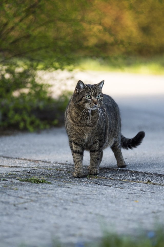 Обои кот, кошка, взгляд, серый, улица, cat, look, grey, street разрешение 6016x4016 Загрузить