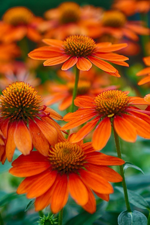 Обои цветы, поле, лепестки, стебель, эхинацея, flowers, field, petals, stem, echinacea разрешение 2048x1358 Загрузить