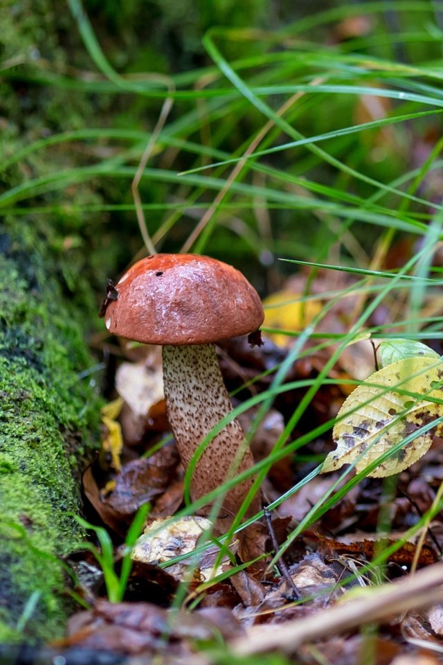 Обои трава, природа, листья, осень, гриб, мох, подосиновик, grass, nature, leaves, autumn, mushroom, moss, boletus разрешение 2400x1600 Загрузить