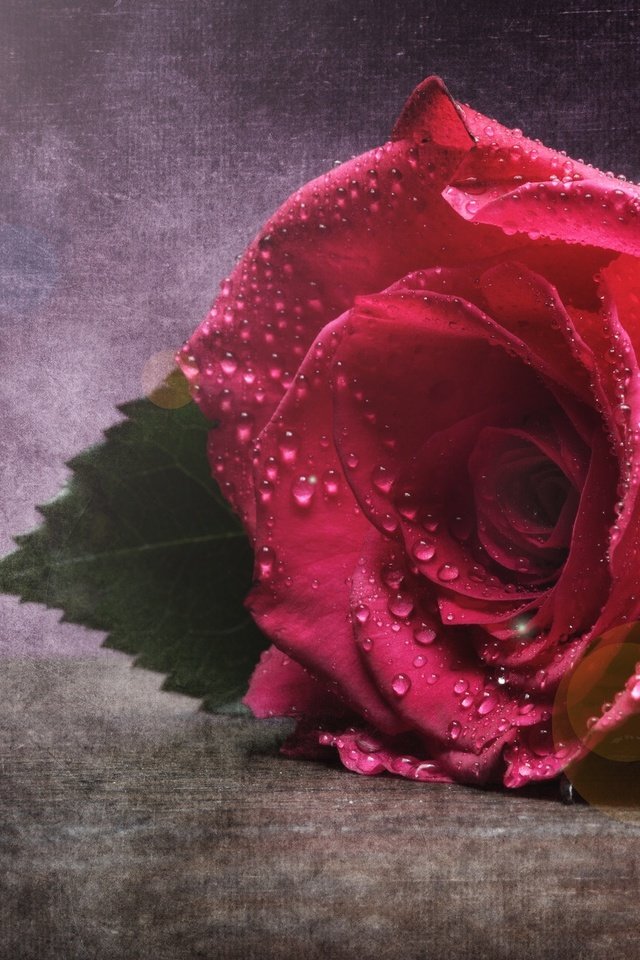 Обои макро, цветок, капли, роза, бутон, macro, flower, drops, rose, bud разрешение 2048x1316 Загрузить