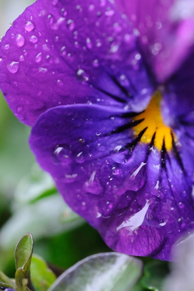 Обои цветы, макро, капли, лепестки, анютины глазки, виола, flowers, macro, drops, petals, pansy, viola разрешение 2048x1363 Загрузить