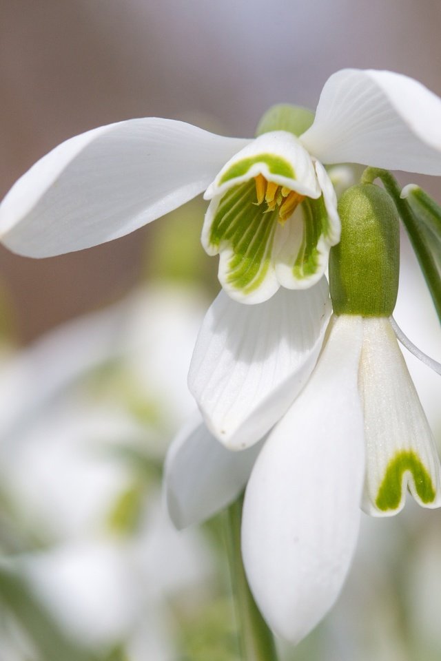 Обои цветы, макро, лепестки, весна, подснежники, flowers, macro, petals, spring, snowdrops разрешение 5407x3605 Загрузить