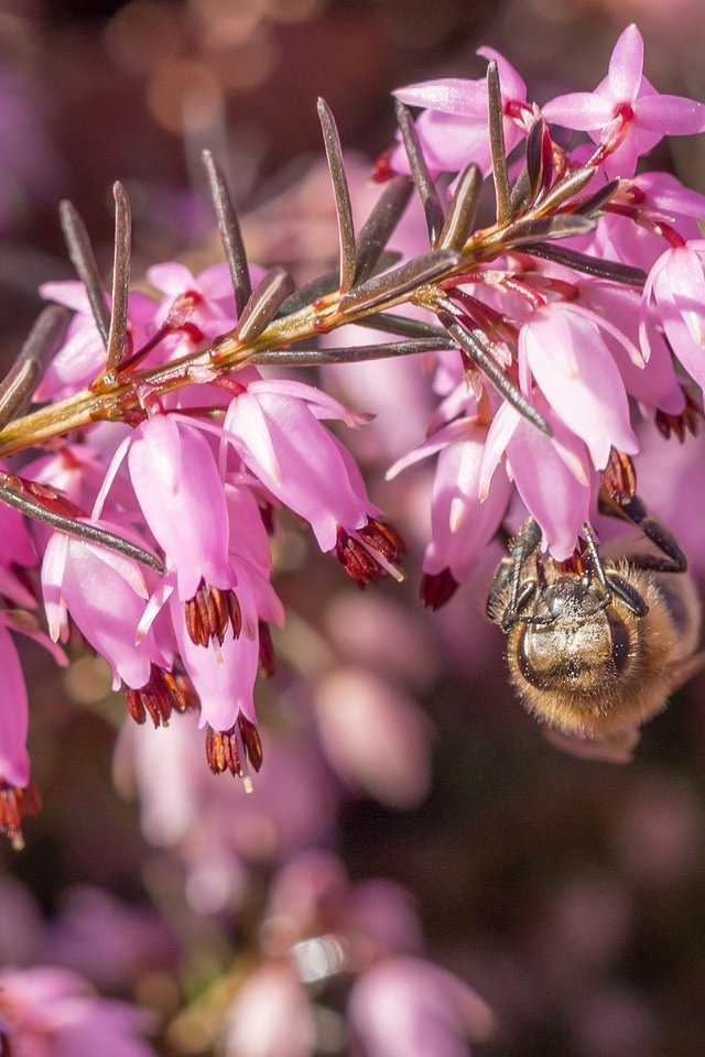 Обои цветы, макро, насекомое, пчела, вереск, flowers, macro, insect, bee, heather разрешение 2048x1378 Загрузить