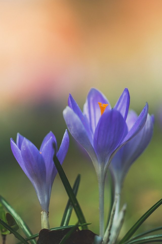 Обои цветы, макро, весна, крокус, flowers, macro, spring, krokus разрешение 2048x1365 Загрузить