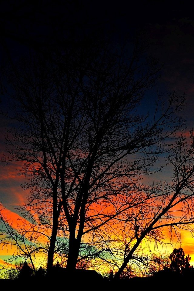 Обои небо, природа, дерево, закат, силуэты, the sky, nature, tree, sunset, silhouettes разрешение 3840x2160 Загрузить