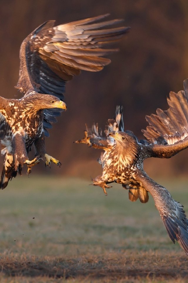 Обои птицы, орлан, орлан-белохвост, битва на закате, иван иванов, birds, orlan, white-tailed eagle, battle at sunset, ivan ivanov разрешение 1920x1306 Загрузить