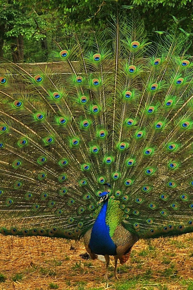 Обои природа, птица, павлин, перья, хвост, оперение, nature, bird, peacock, feathers, tail разрешение 2048x1253 Загрузить