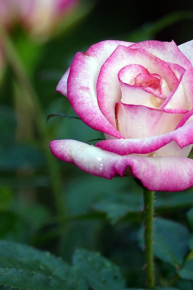 Обои цветок, роза, бутон, flower, rose, bud разрешение 2048x1365 Загрузить