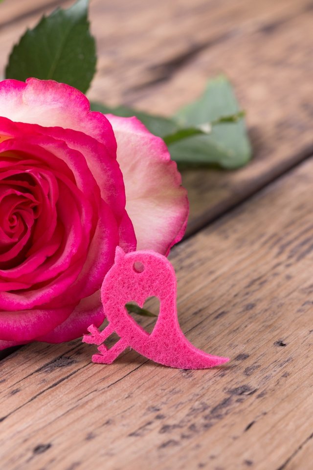Обои цветок, роза, лепестки, птичка, розовая роза, flower, rose, petals, bird, pink rose разрешение 5472x3648 Загрузить