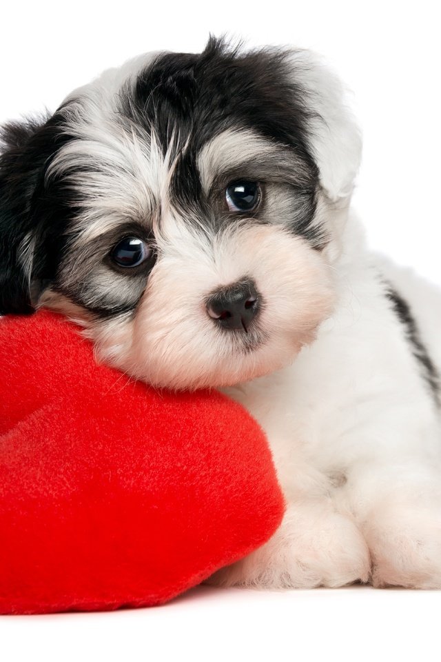 Обои собака, сердце, щенок, белый фон, valentines day, dog, heart, puppy, white background разрешение 5064x4366 Загрузить