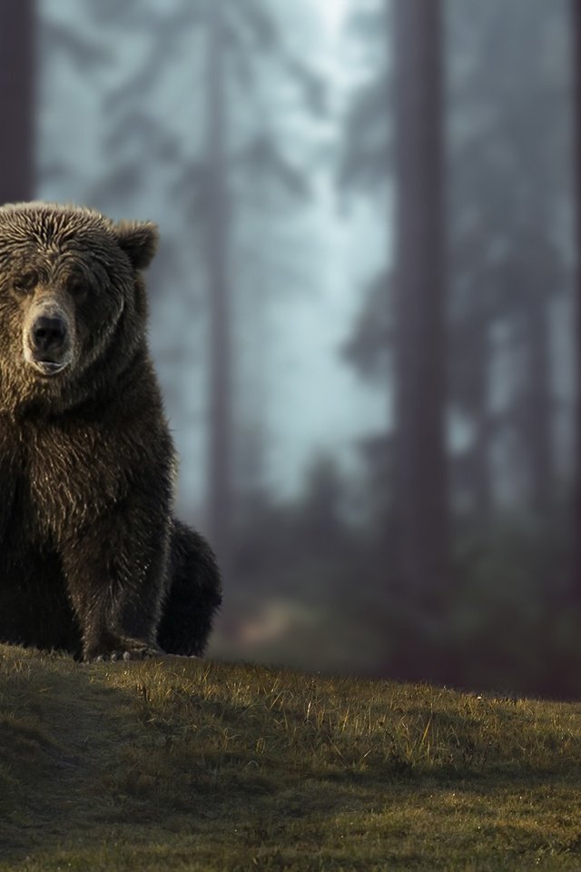 Обои лес, ситуация, медведь, мишки, девочка, forest, the situation, bear, bears, girl разрешение 2560x1707 Загрузить