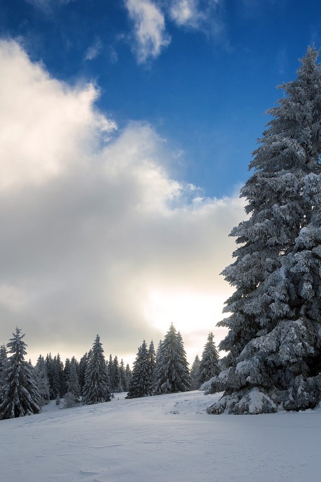 Обои небо, облака, деревья, снег, природа, зима, the sky, clouds, trees, snow, nature, winter разрешение 2560x1707 Загрузить