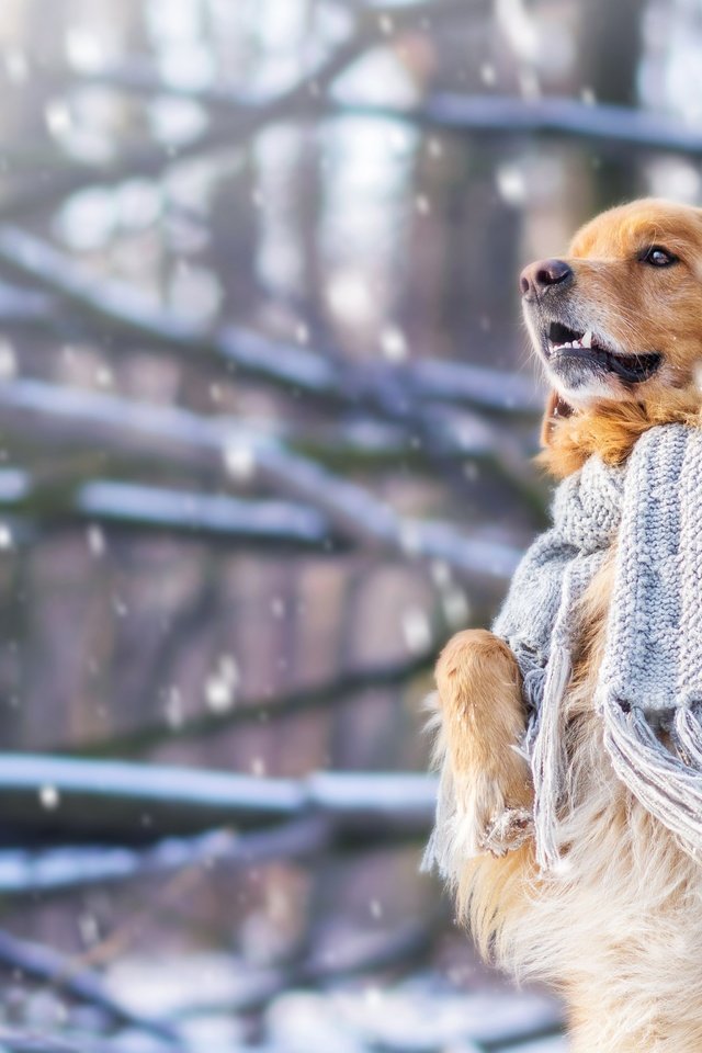 Обои снег, зима, настроение, собака, шарф, стойка, золотистый ретривер, snow, winter, mood, dog, scarf, stand, golden retriever разрешение 4608x3072 Загрузить