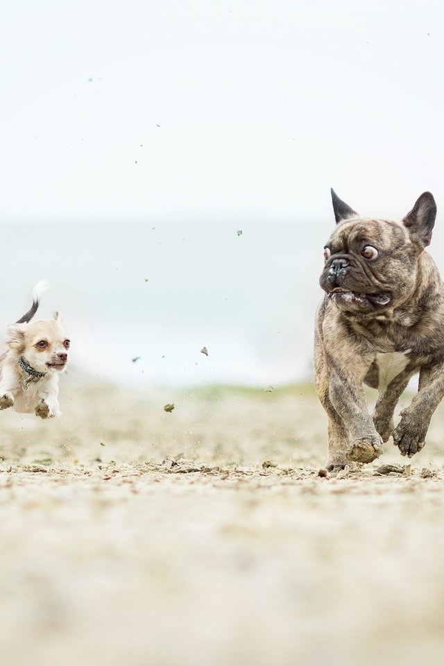 Обои бег, собаки, французский бульдог, чихуахуа, догонялки, running, dogs, french bulldog, chihuahua, catch-up разрешение 2560x1796 Загрузить