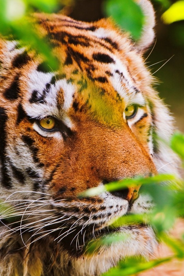 Обои тигр, морда, листья, взгляд, хищник, tiger, face, leaves, look, predator разрешение 2560x1600 Загрузить