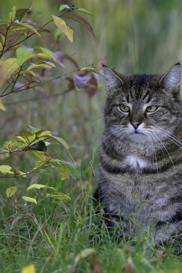 Обои глаза, трава, природа, листья, кот, усы, ветки, кошка, взгляд, look, eyes, grass, nature, leaves, cat, mustache, branches разрешение 2560x1600 Загрузить