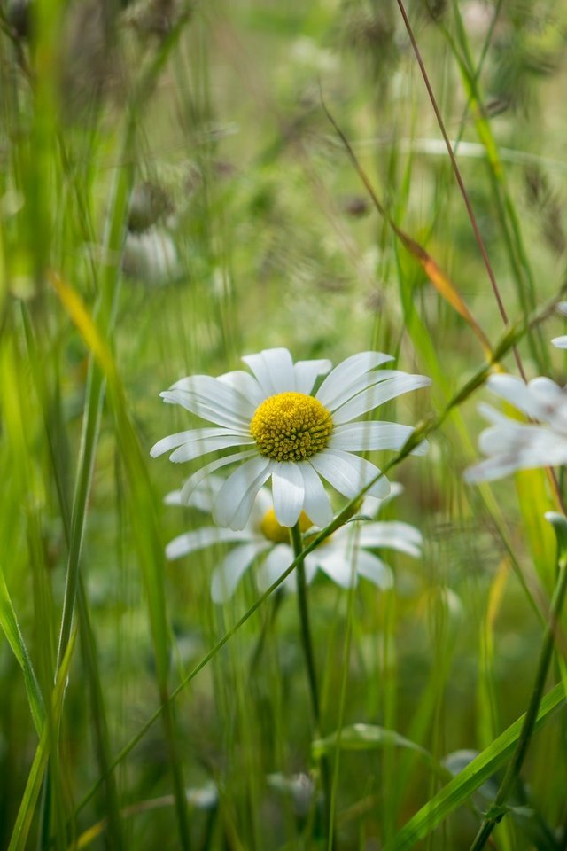 Обои цветы, трава, лето, ромашка, луг, flowers, grass, summer, daisy, meadow разрешение 2048x1365 Загрузить