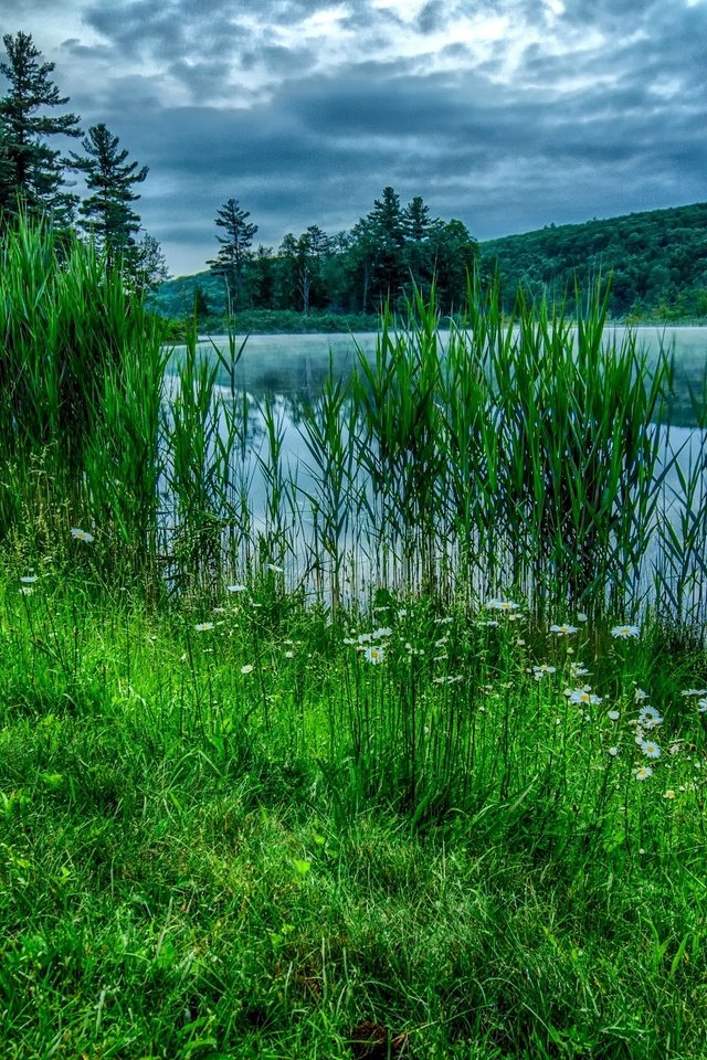 Обои небо, лето, цветы, трава, облака, деревья, река, природа, лес, the sky, summer, flowers, grass, clouds, trees, river, nature, forest разрешение 3021x2000 Загрузить