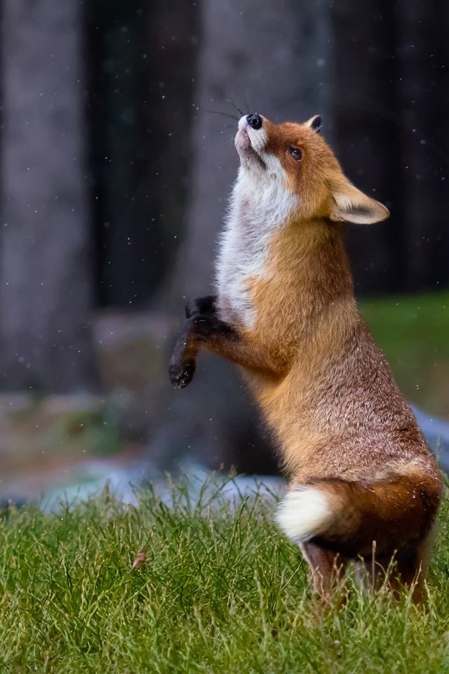 Обои трава, природа, рыжая, лиса, танец, лисица, животное, хвост, лисица лиса, fox fox, grass, nature, red, fox, dance, animal, tail разрешение 2000x1500 Загрузить