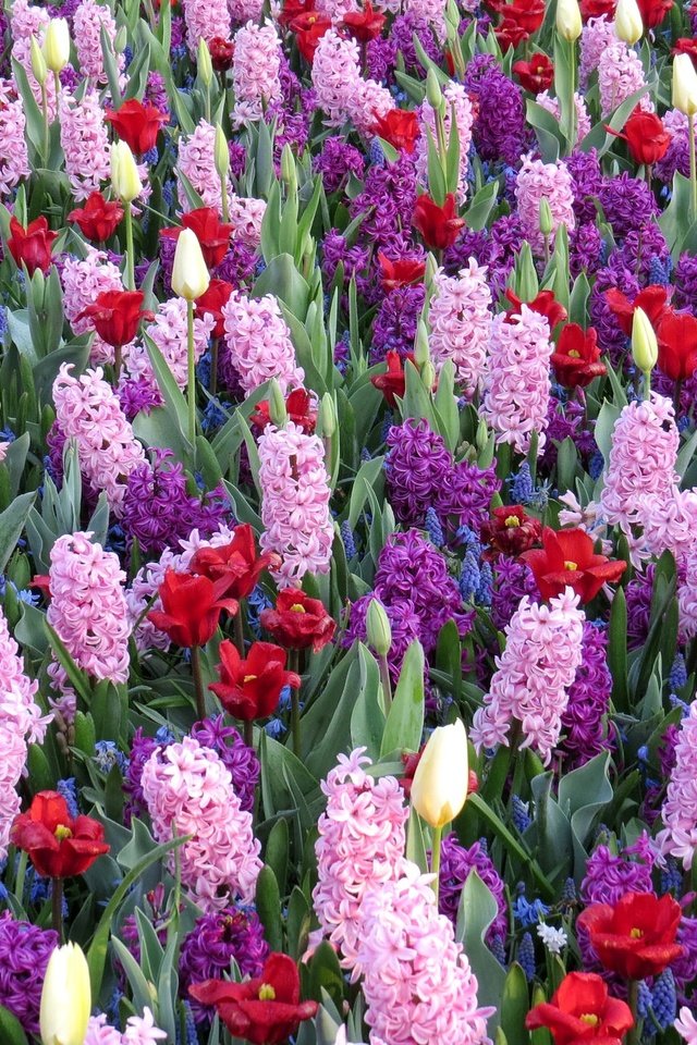 Обои цветы, тюльпаны, гиацинты, мускари, flowers, tulips, hyacinths, muscari разрешение 2048x1330 Загрузить