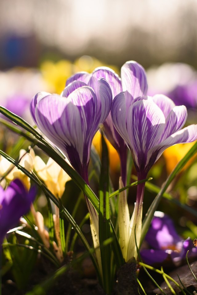 Обои цветы, весна, крокус, шафран, flowers, spring, krokus, saffron разрешение 6016x4016 Загрузить