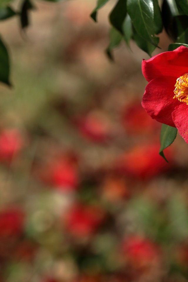 Обои ветка, природа, фон, цветок, красная, камелия, branch, nature, background, flower, red, camellia разрешение 2400x1600 Загрузить