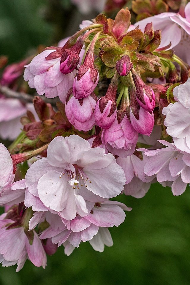 Обои ветка, цветение, весна, розовый, сакура, branch, flowering, spring, pink, sakura разрешение 2048x1315 Загрузить