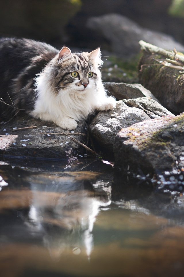 Обои вода, камни, отражение, кот, кошка, пушистая, water, stones, reflection, cat, fluffy разрешение 2048x1312 Загрузить