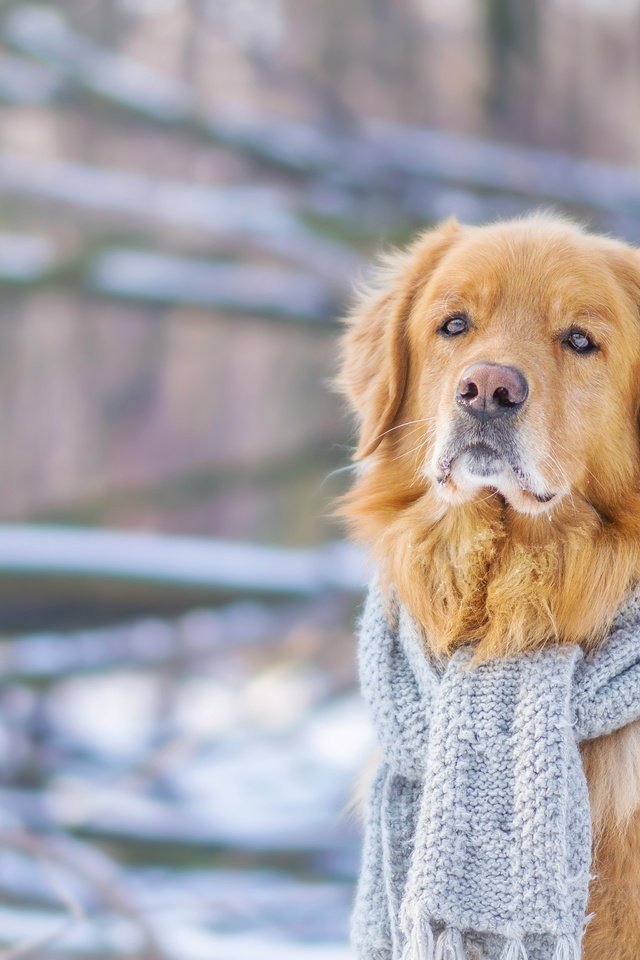 Обои зима, мордочка, взгляд, собака, шарф, золотистый ретривер, winter, muzzle, look, dog, scarf, golden retriever разрешение 4608x3072 Загрузить