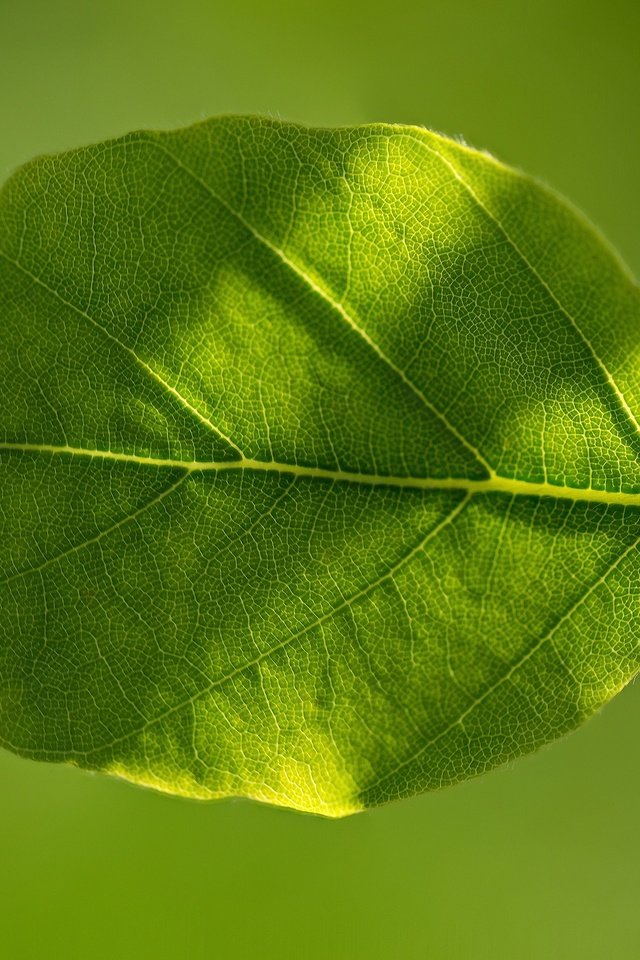 Обои природа, зелёный, макро, фон, лист, nature, green, macro, background, sheet разрешение 2560x1700 Загрузить