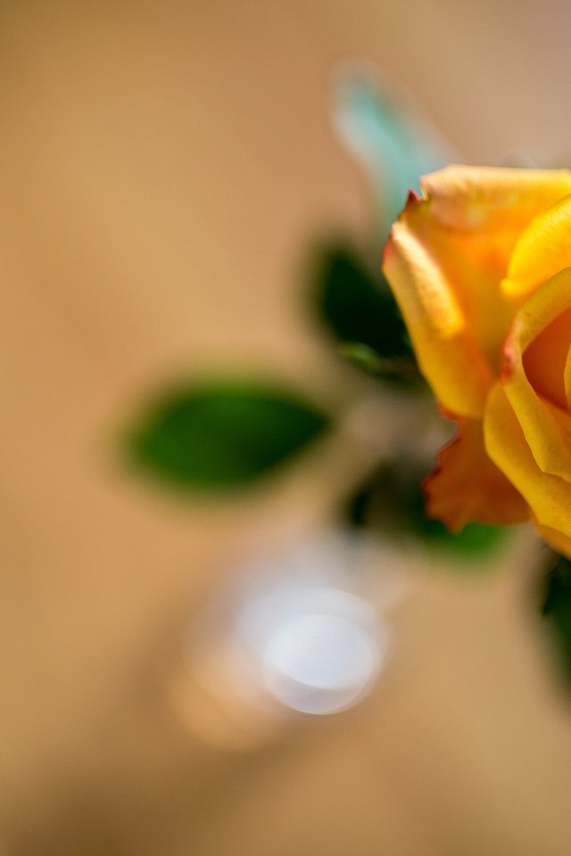 Обои желтый, фон, цветок, роза, боке, yellow, background, flower, rose, bokeh разрешение 2121x1414 Загрузить