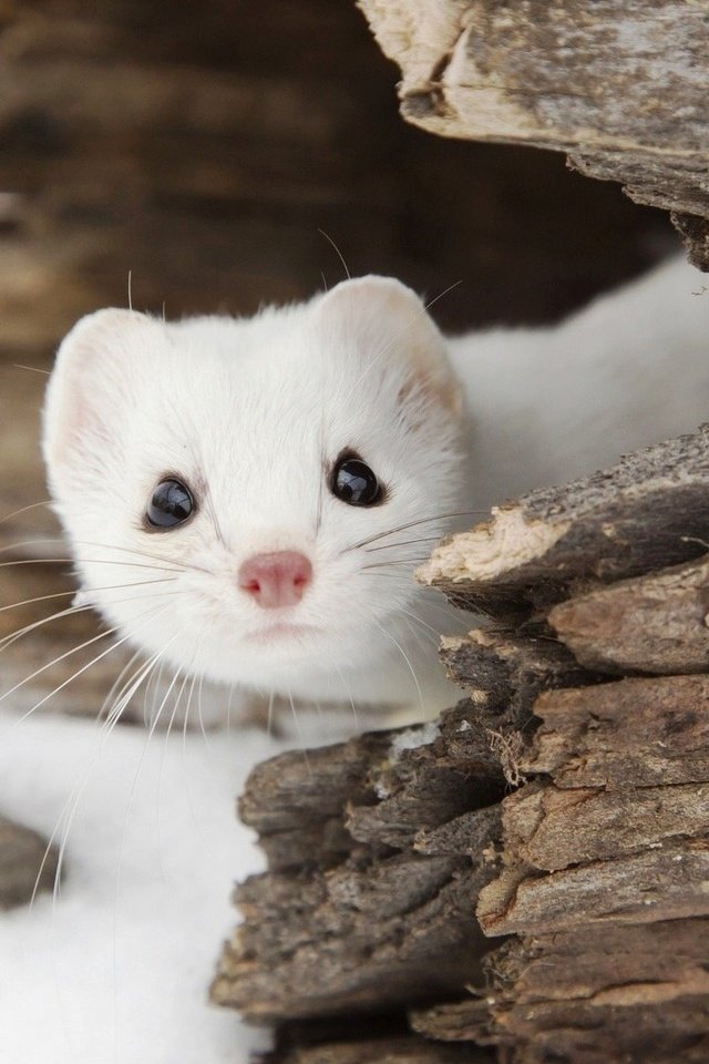 Обои снег, природа, зима, зверек, горностай, snow, nature, winter, animal, ermine разрешение 1920x1080 Загрузить