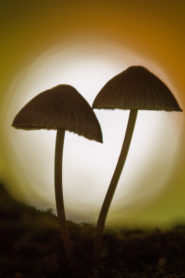 Обои природа, фон, грибы, гриб, силуэт, боке, sophiaspurgin, nature, background, mushrooms, mushroom, silhouette, bokeh разрешение 3134x3134 Загрузить