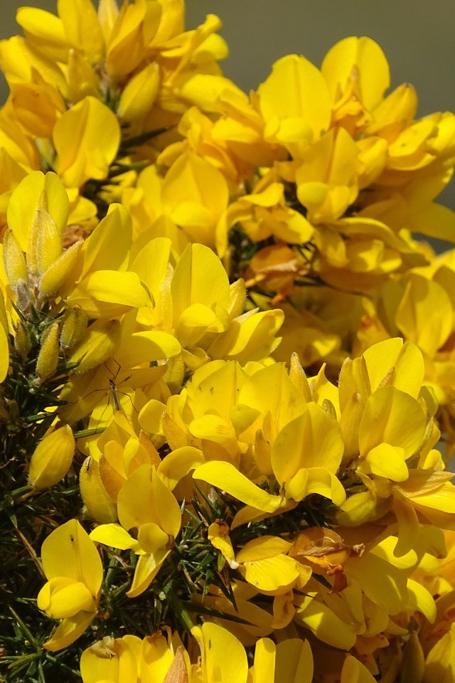 Обои цветение, весна, желтые цветы, flowering, spring, yellow flowers разрешение 5184x3888 Загрузить