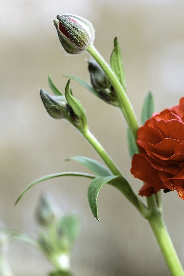 Обои цветы, бутоны, красный, ранункулюс, лютик, flowers, buds, red, ranunculus, buttercup разрешение 2048x1365 Загрузить