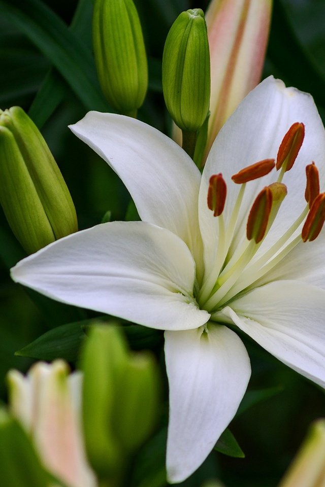 Обои цветы, бутоны, макро, лилия, белые, белая, flowers, buds, macro, lily, white разрешение 1920x1296 Загрузить
