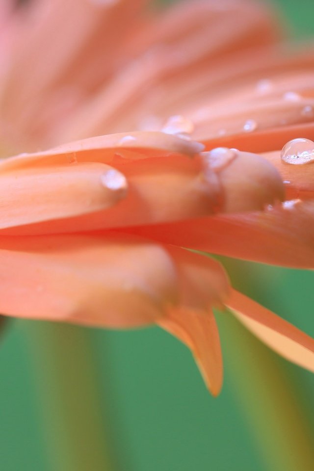 Обои цветок, капли, лепестки, гербера, flower, drops, petals, gerbera разрешение 2048x1365 Загрузить