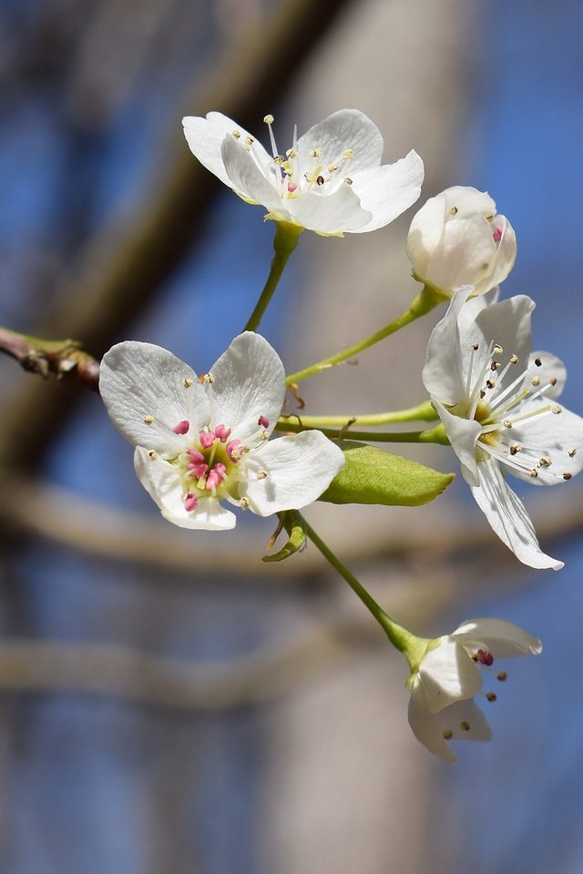 Обои небо, цветы, цветение, ветки, весна, вишня, белые, the sky, flowers, flowering, branches, spring, cherry, white разрешение 2840x2327 Загрузить