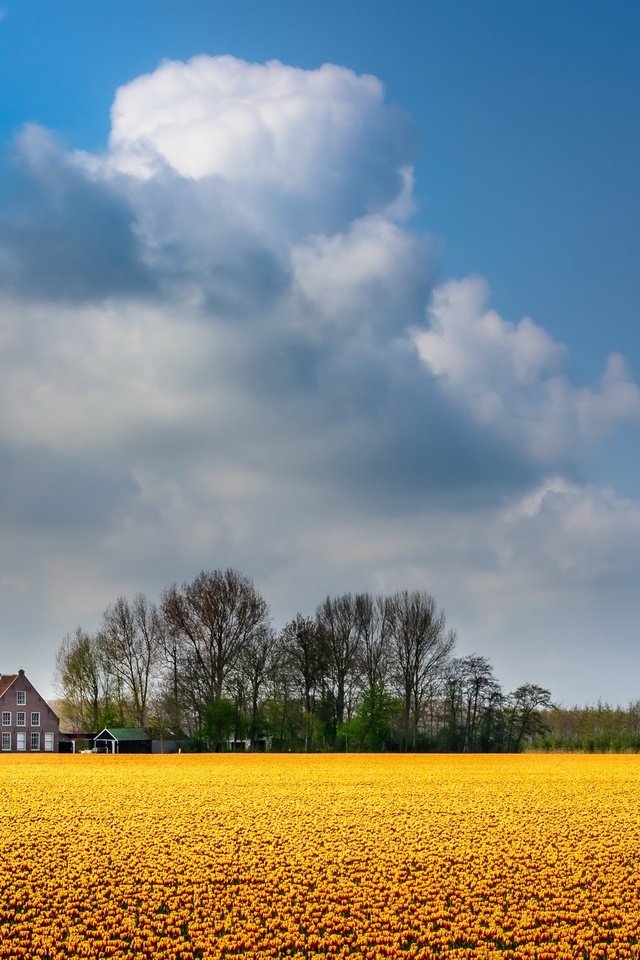 Обои небо, цветы, облака, деревья, поле, дом, the sky, flowers, clouds, trees, field, house разрешение 2789x1440 Загрузить