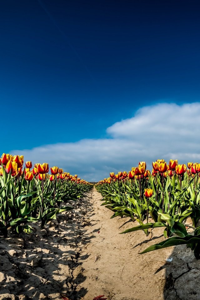 Обои небо, цветы, облака, поле, весна, тюльпаны, the sky, flowers, clouds, field, spring, tulips разрешение 2667x1440 Загрузить