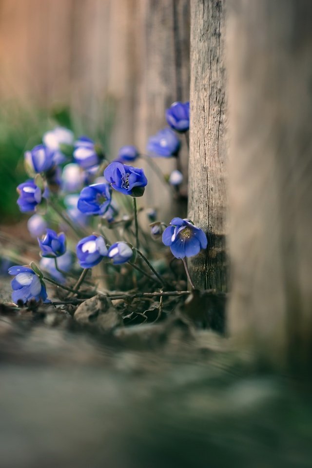 Обои цветы, природа, фон, забор, flowers, nature, background, the fence разрешение 2048x1365 Загрузить