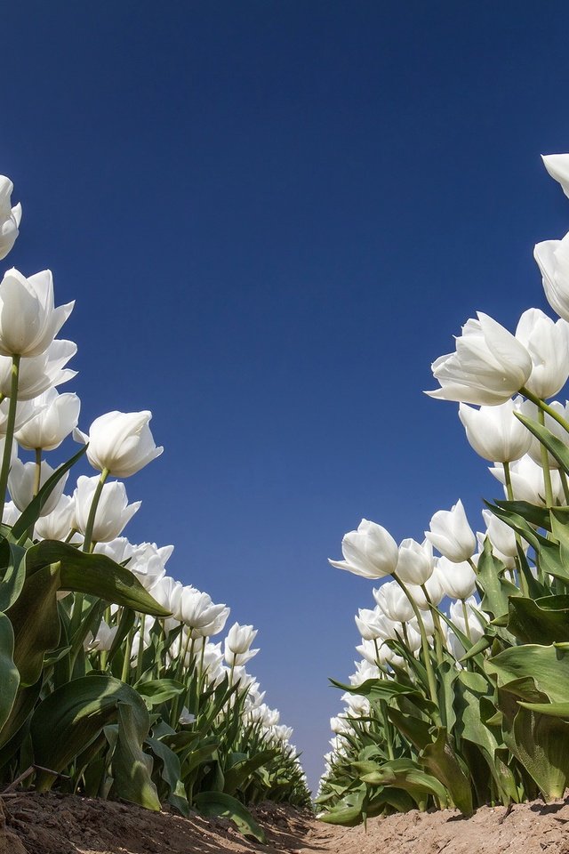 Обои небо, цветы, природа, тюльпаны, белые, the sky, flowers, nature, tulips, white разрешение 2048x1280 Загрузить