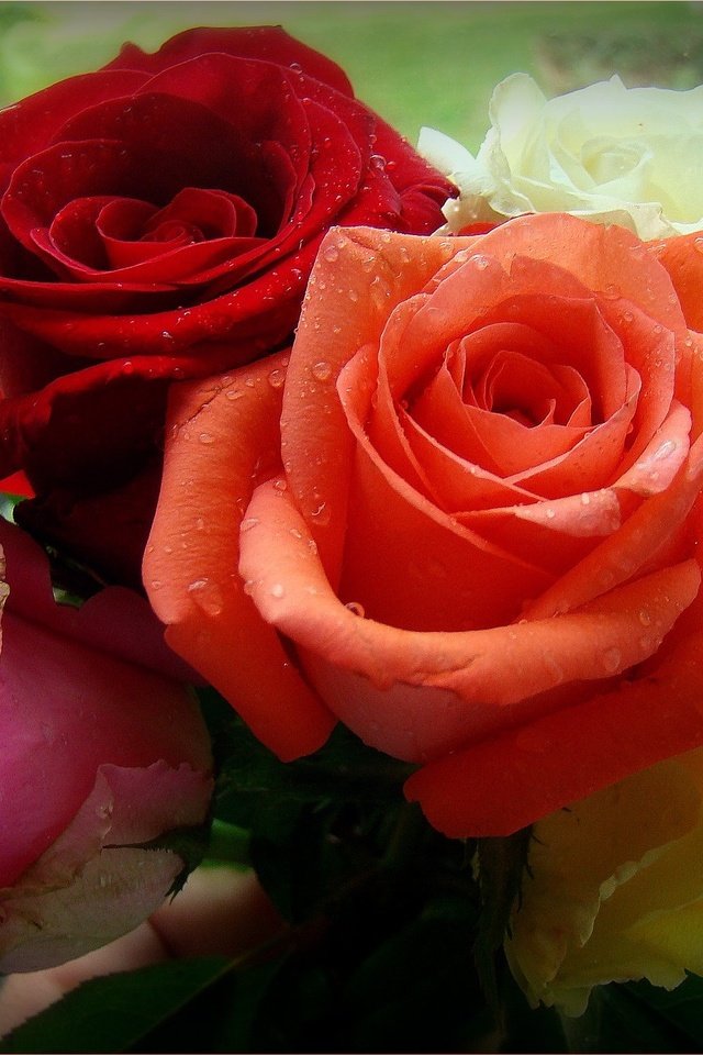 Обои цветы, розы, разноцветные, flowers, roses, colorful разрешение 2050x1538 Загрузить