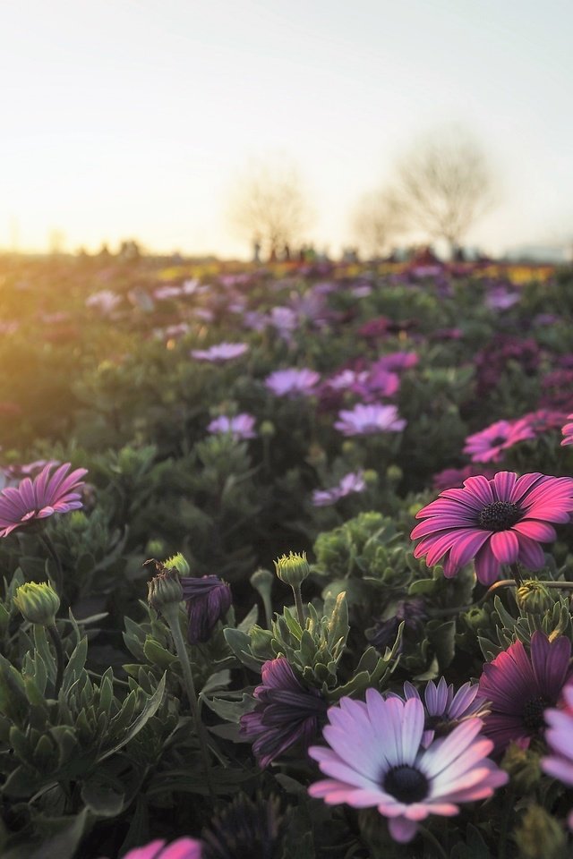 Обои цветы, утро, поле, герберы, flowers, morning, field, gerbera разрешение 2560x1707 Загрузить