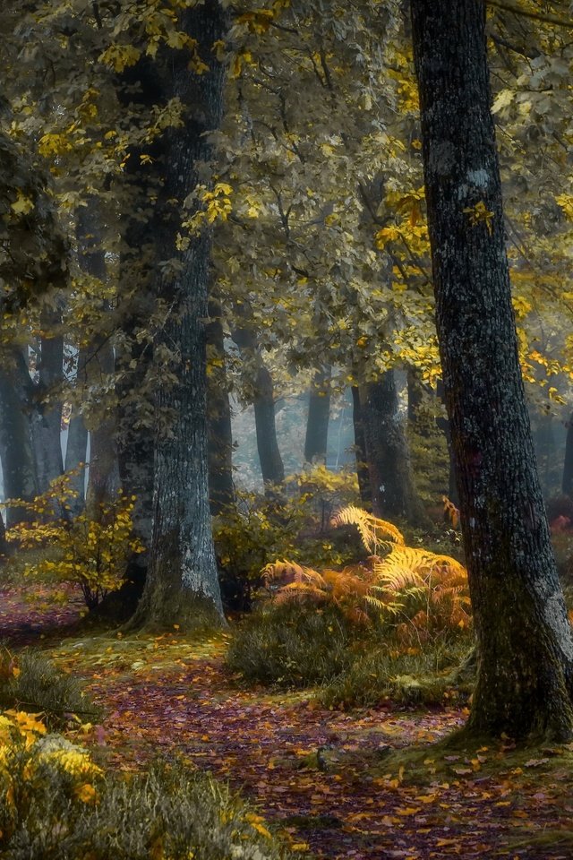 Обои деревья, природа, лес, осень, trees, nature, forest, autumn разрешение 2560x1650 Загрузить