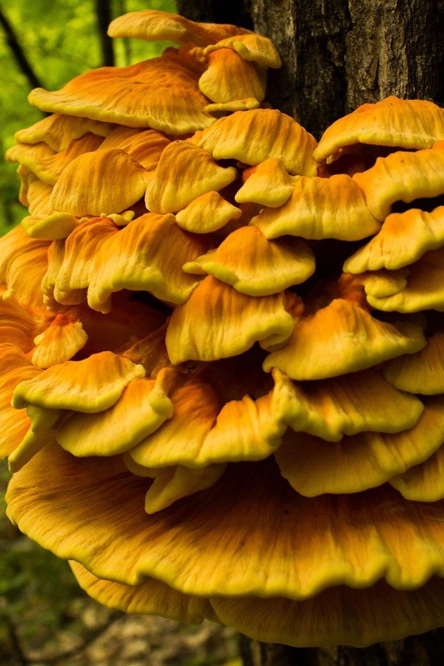 Обои природа, дерево, лес, грибы, ствол, трутовик серно-жёлтый, nature, tree, forest, mushrooms, trunk, trutovik sulfur-yellow разрешение 3840x2560 Загрузить