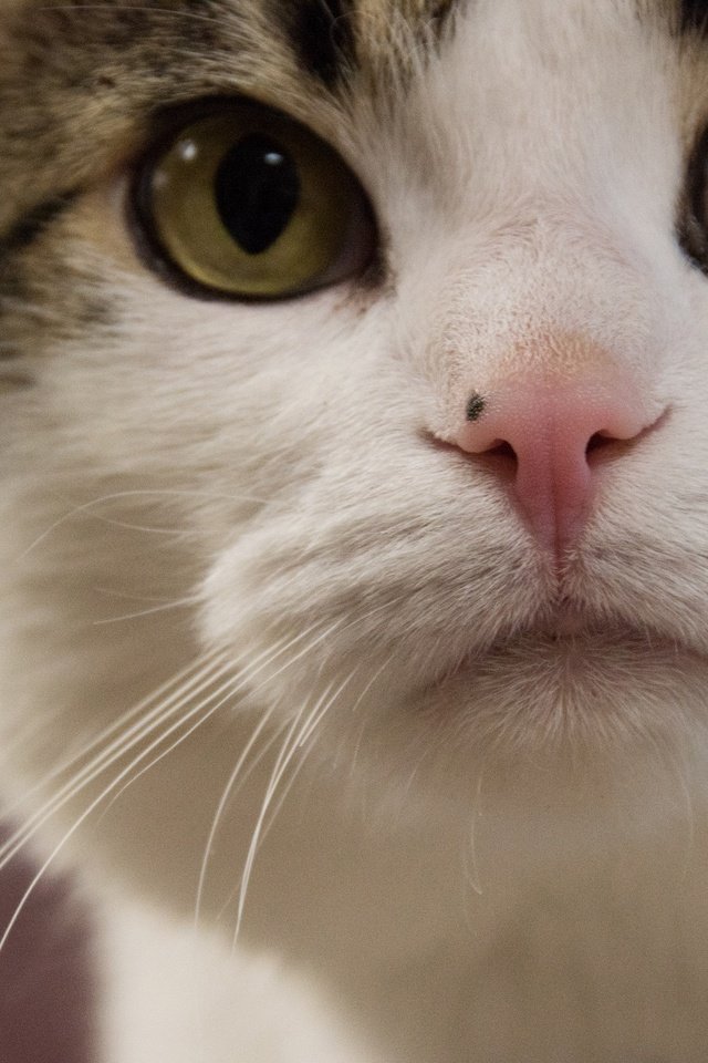 Обои глаза, мордочка, усы, кошка, взгляд, eyes, muzzle, mustache, cat, look разрешение 2048x1365 Загрузить