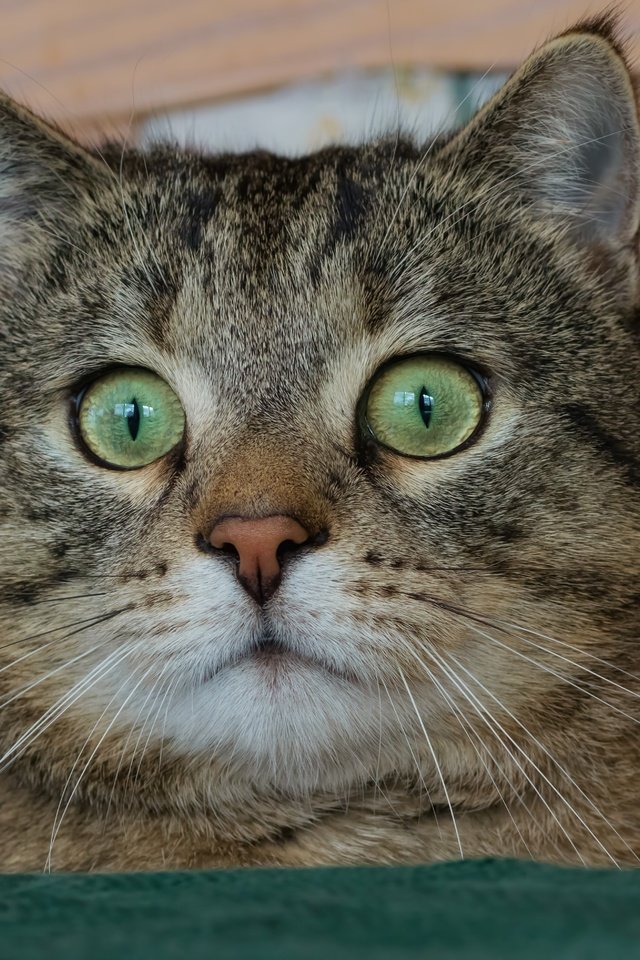 Обои кот, мордочка, кошка, взгляд, глазища, cat, muzzle, look, eyes разрешение 5509x3935 Загрузить